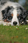 Australian Shepherd