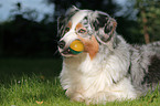 Australian Shepherd