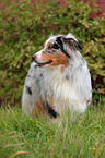 Australian Shepherd