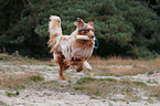 red-merle Australian Shepherd