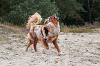 red-merle Australian Shepherd