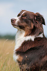 Australian Shepherd