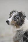 Australian Shepherd Portrait