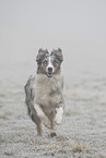 running Australian Shepherd