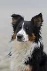 Australian Shepherd Portrait