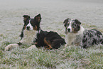 Australian Shepherds