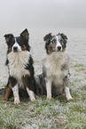 Australian Shepherds