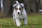 Australian Shepherd puppy