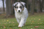 Australian Shepherd puppy