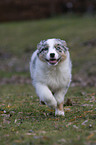 Australian Shepherd puppy