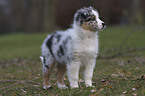 Australian Shepherd puppy