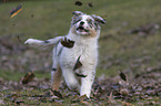 Australian Shepherd puppy