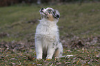 Australian Shepherd puppy