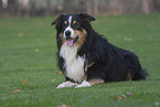 Australian Shepherd