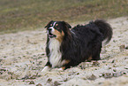 Australian Shepherd