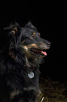 Australian Shepherd Portrait