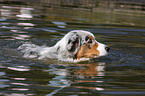 swimming Australian Shepherd