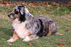 Australian Shepherd