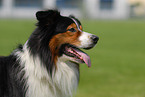 Australian Shepherd