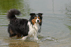 Australian Shepherd