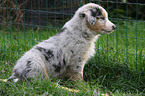 Australian Shepherd puppy