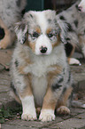 Australian Shepherd puppy