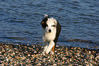 young Australian Shepherd