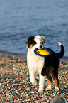 young Australian Shepherd