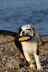 young Australian Shepherd