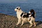 Australian Shepherd