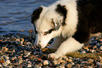 young Australian Shepherd