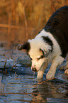 young Australian Shepherd