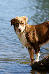 Australian Shepherd