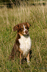 sitting Australian Shepherd