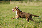 running Australian Shepherd