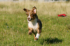 running Australian Shepherd