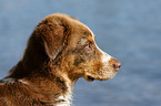 Australian Shepherd Portrait