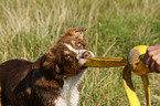 Australian Shepherd Portrait