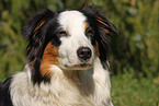 Australian Shepherd Portrait