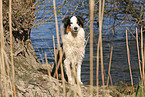 sitting Australian Shepherd