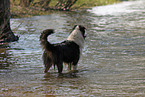 Australian Shepherd in water