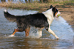 running Australian Shepherd