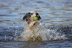 playing Australian Shepherd