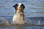 playing Australian Shepherd