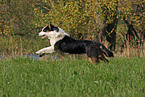 running Australian Shepherd