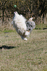 playing Australian Shepherd