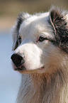 Australian Shepherd Portrait