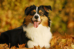 lying Australian Shepherd