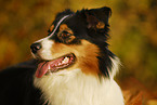 Australian Shepherd Portrait