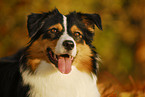 Australian Shepherd Portrait